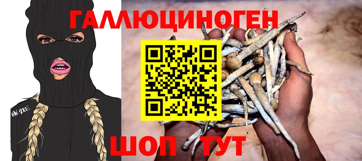 Галлюциногенные грибы Psilocybine cubensis Киров